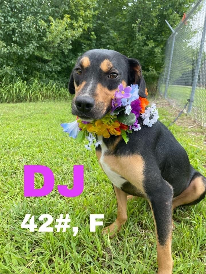 DJ